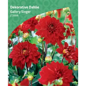 Dahlia decorative 'Gallery Singer'