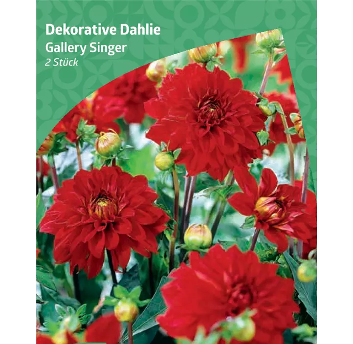 Dekorative-Dahlie 'Gallery Singer'