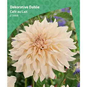 Dahlia decorative 'Café au Lait'