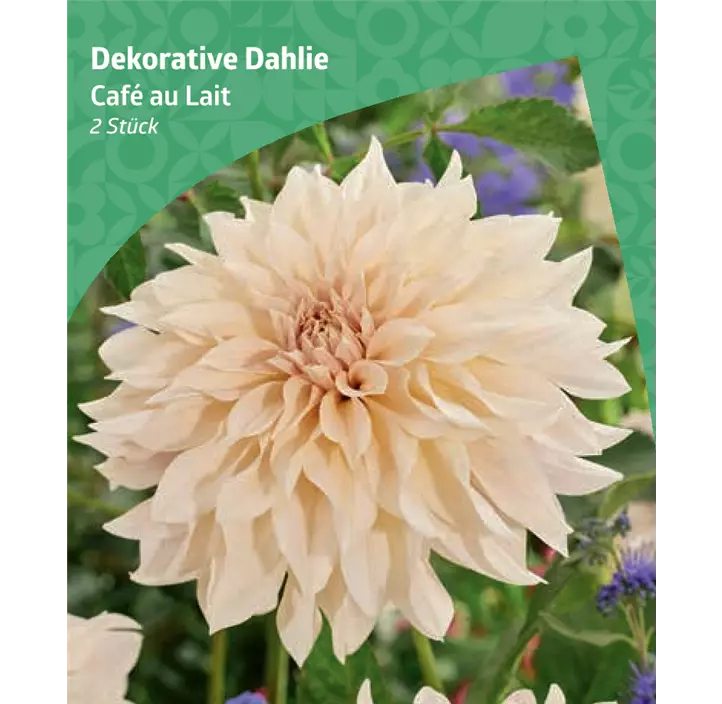 Dekorative-Dahlie 'Café au Lait'