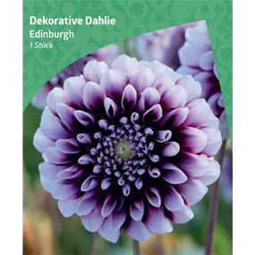 Dahlia decorative 'Edinburgh'