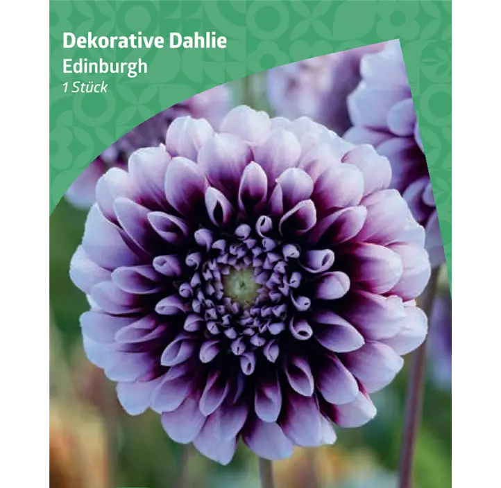 Dekorative-Dahlie 'Edinburgh'
