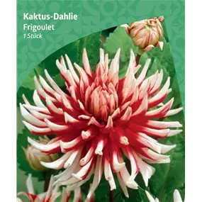 Dahlia cactus 'Frigoulet'