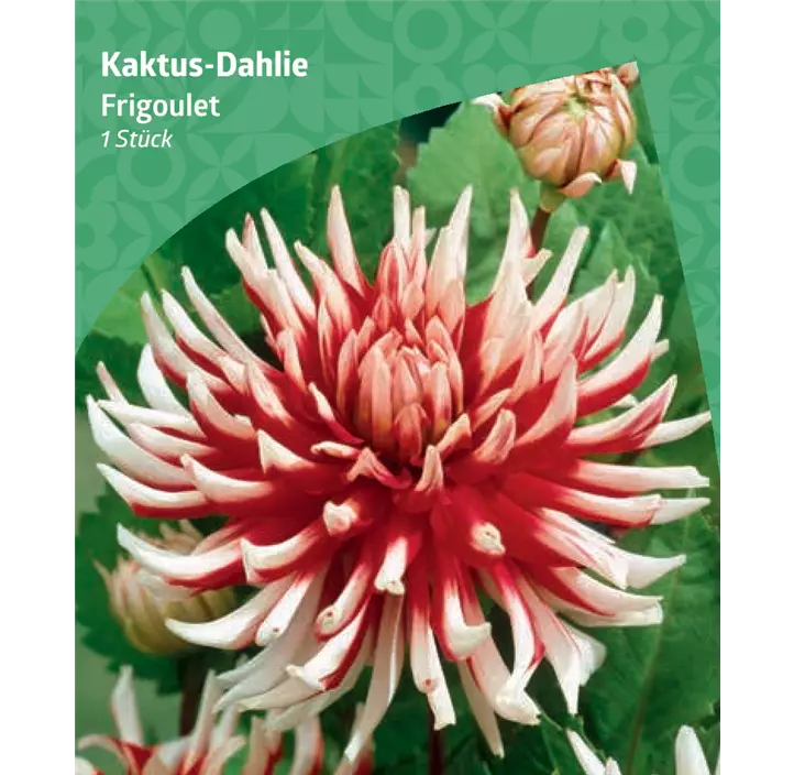 Kaktus-Dahlie 'Frigoulet'