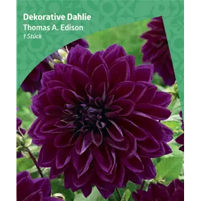 Dahlia decorative 'Thomas A. Edison'