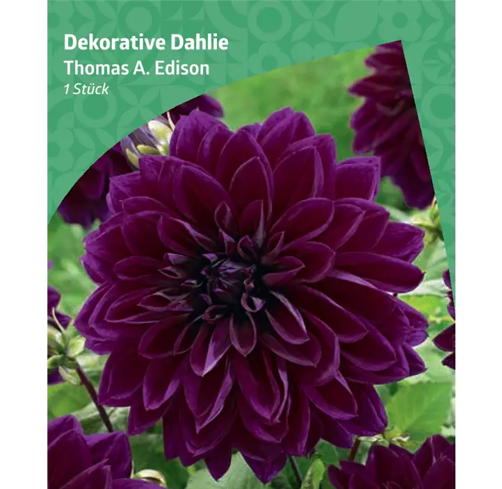 Dekorative-Dahlie 'Thomas A. Edison'