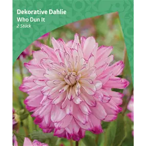 Dahlia decorative 'Who Dun It'