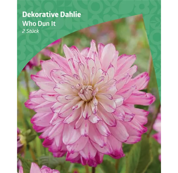 Dekorative Dahlie 'Who Dun It'