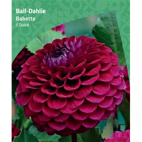 Dahlia ball 'Babette'