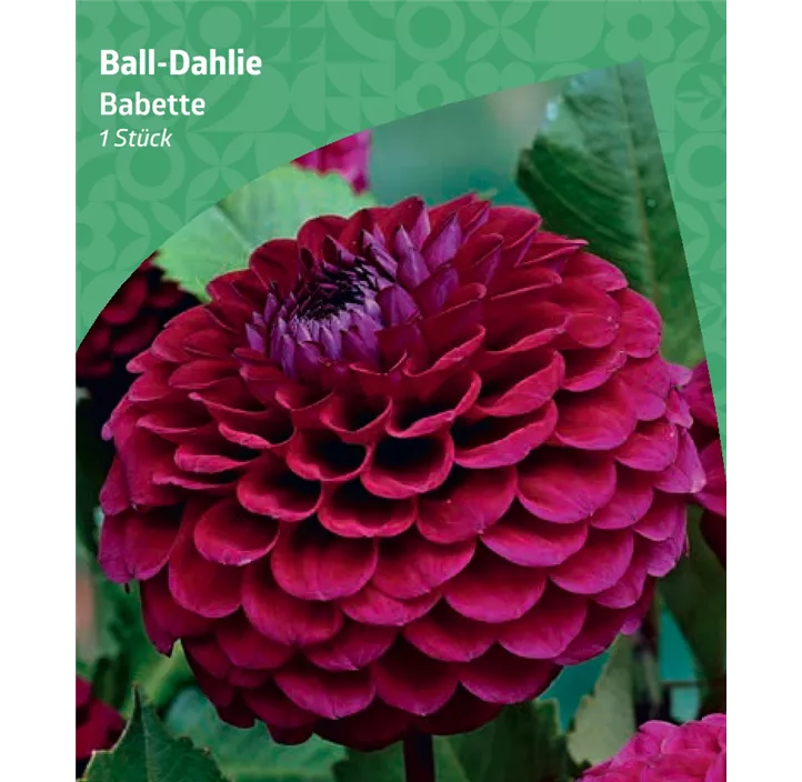 Ball-Dahlie 'Babette'