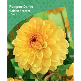 Dahlia pompon 'Golden Scepter'