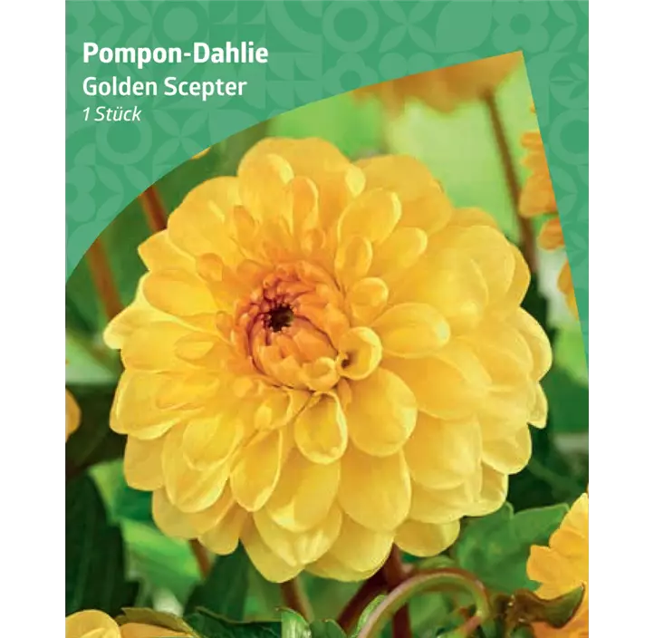 Pompon-Dahlie 'Golden Scepter'