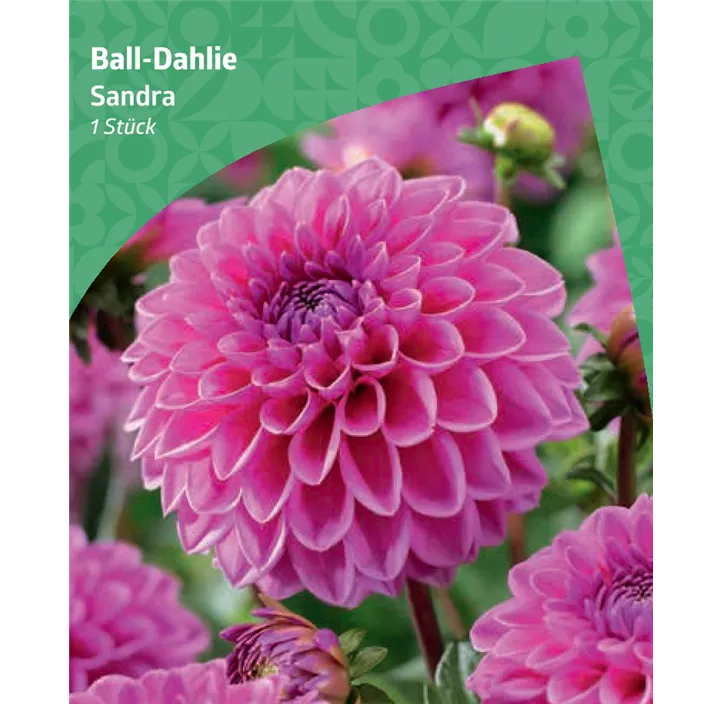 Ball-Dahlie 'Sandra'