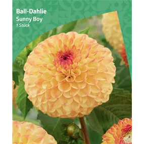 Dahlia ball 'Sunny Boy'