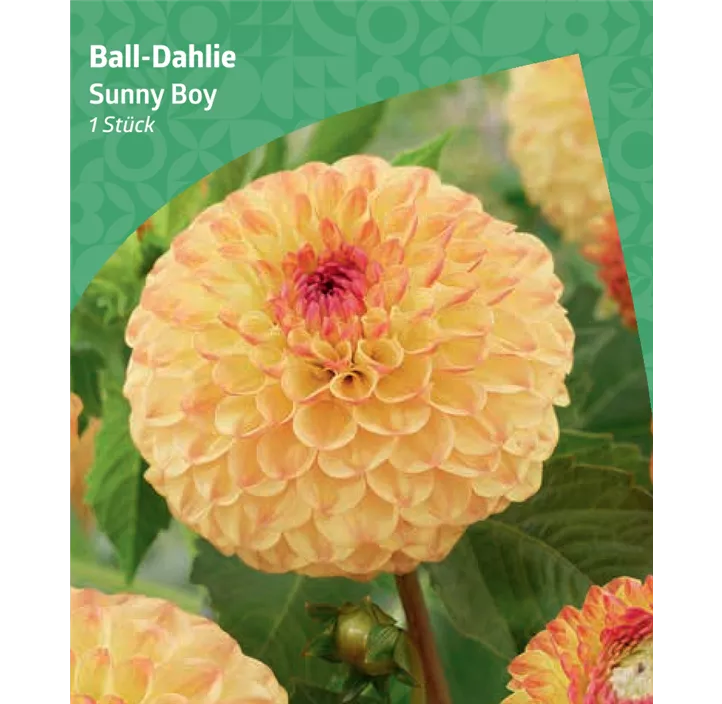 Ball-Dahlie 'Sunny Boy'