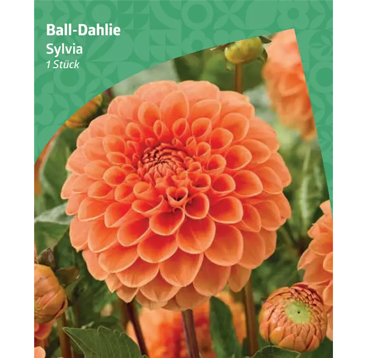 Ball-Dahlie 'Sylvia'