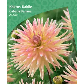 Dahlia cactus 'Cabana Banana'
