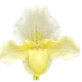 Paphiopedilum hybride Rosy Dawn