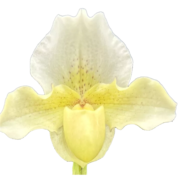 Frauenschuh 'Rosy Dawn'