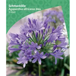 Agapanthus africanus, blue