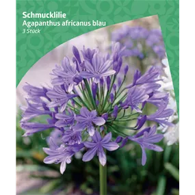 Agapanthus africanus, blue