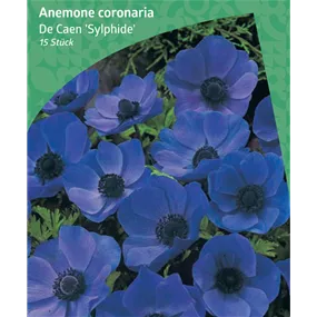 Anemone De Caen 'Sylphide'