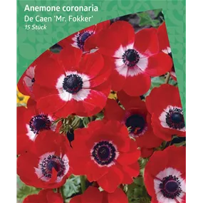 Anemone De Caen 'Mr. Fokker'