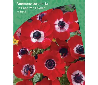 Anemone De Caen 'Mr. Fokker'