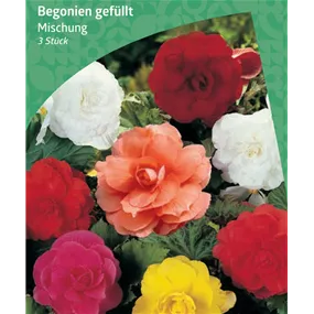 Begonia Double Mischung