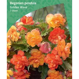 Begonia pendula 'Golden Wave'