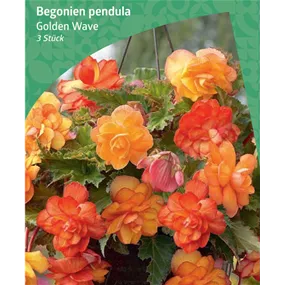 Begonia pendula 'Golden Wave'