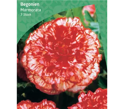 Begonia 'Marmorata'