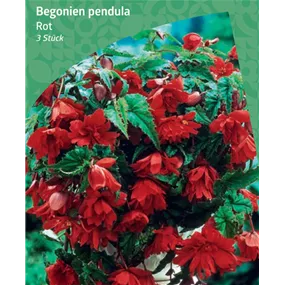 Begonia Pendula, Red
