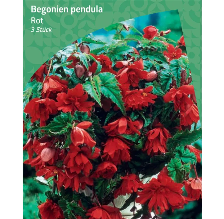 Begonie, rot