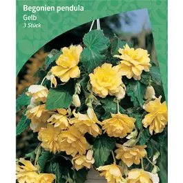 Begonia Pendula, Yellow
