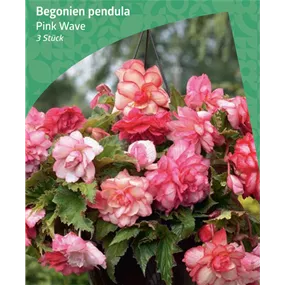 Begonia 'Pink Wave'
