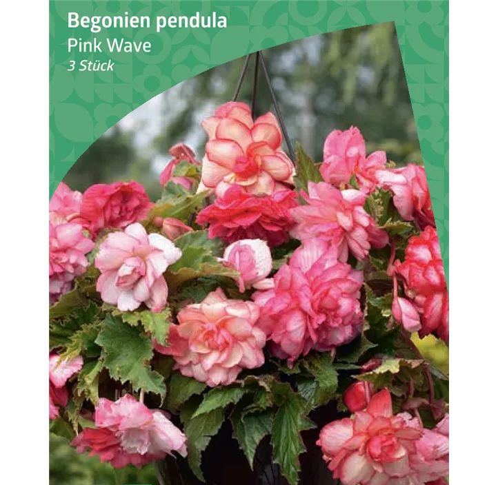 Begonie 'Pink Wave'