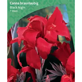 Canna braunlaubig 'Black Night'