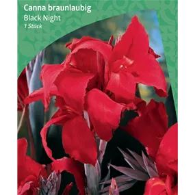 Canna braunlaubig 'Black Night'