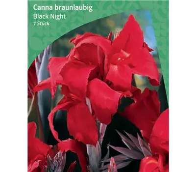 Canna braunlaubig 'Black Night'