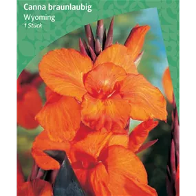 Canna braunlaubig 'Wyoming'