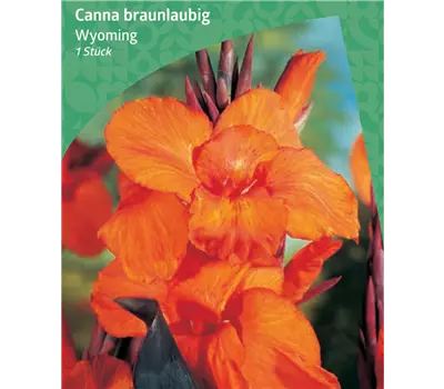 Canna braunlaubig 'Wyoming'
