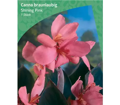 Canna Brownleaved 'Shining Pink'