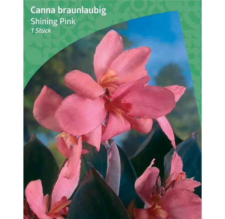 Canna braunlaubig 'Shining Pink'