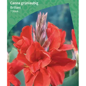 Canna Greenleaved 'Brillant'