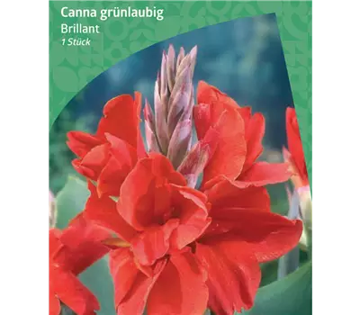 Canna Greenleaved 'Brillant'