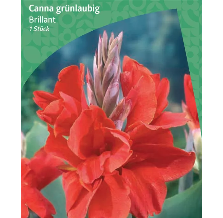 Canna grünlaubig 'Brillant'
