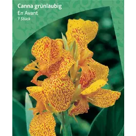 Canna grünblättrig 'En Avant'
