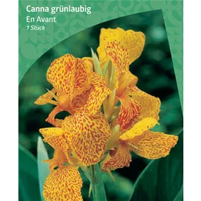 Canna grünblättrig 'En Avant'
