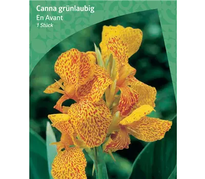 Canna grünblättrig 'En Avant'